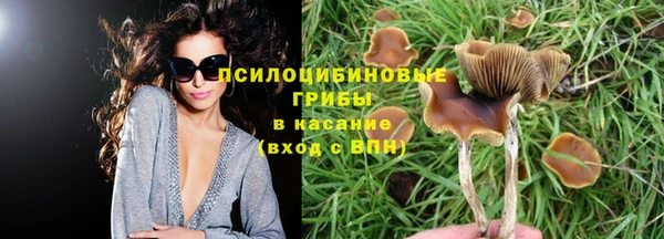 сатива Аркадак
